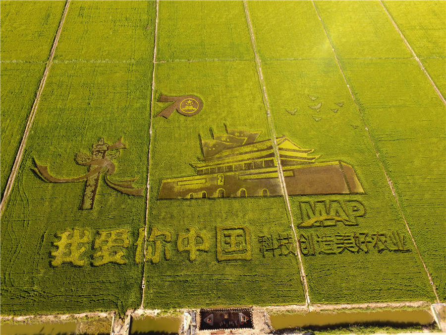 Agricultores celebram colheita e 70º aniversário da fundação da China