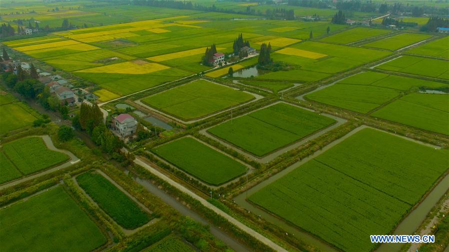 Vista de campo de arroz em Hunan