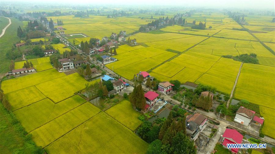 Vista de campo de arroz em Hunan