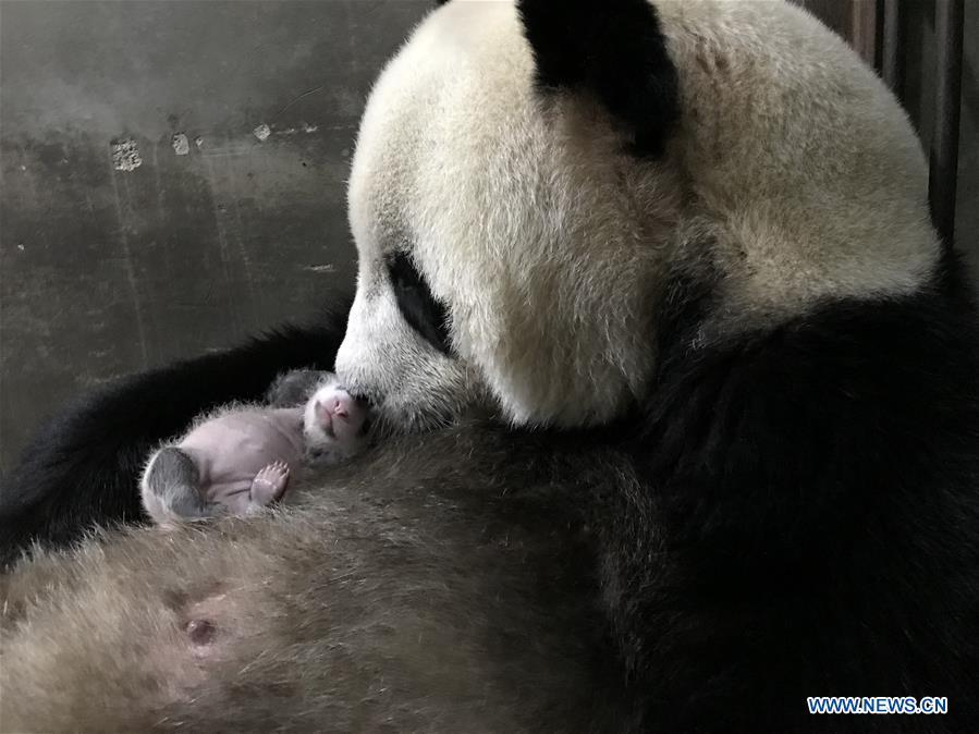 Nasce na China filhote de panda de cativeiro