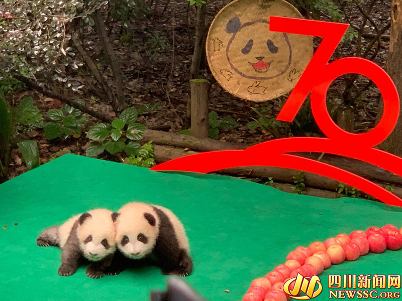 Chengdu: 7 filhotes de panda colocados em forma de “70” para celebrar 70º aniversário