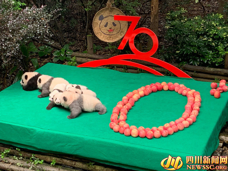 Chengdu: 7 filhotes de panda colocados em forma de “70” para celebrar 70º aniversário