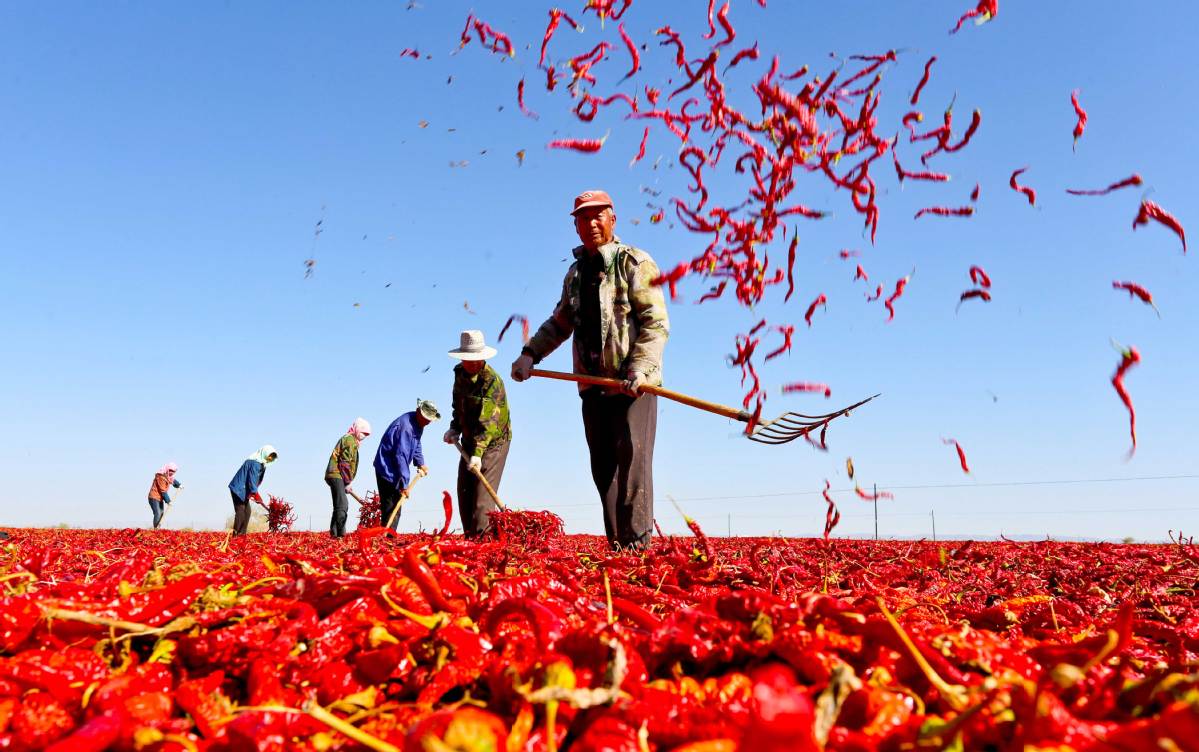  Agricultores chineses celebram ano de colheita com pimentas vermelha