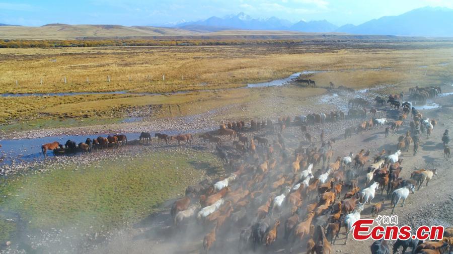 Gansu: Belas paisagens do rancho de cavalos Shandan de mil anos