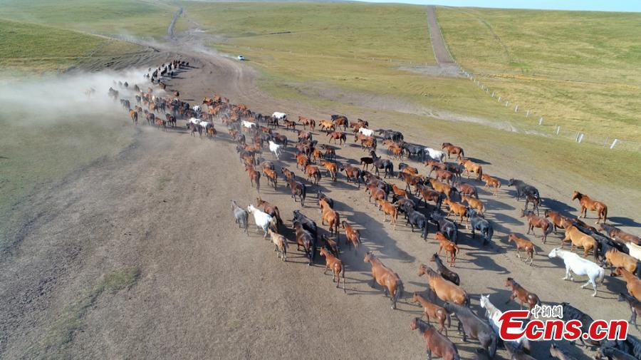 Gansu: Belas paisagens do rancho de cavalos Shandan de mil anos