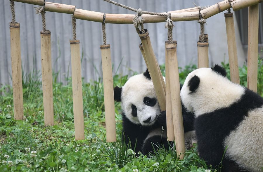 Número de pandas em cativeiro aumenta para 600 em todo o mundo