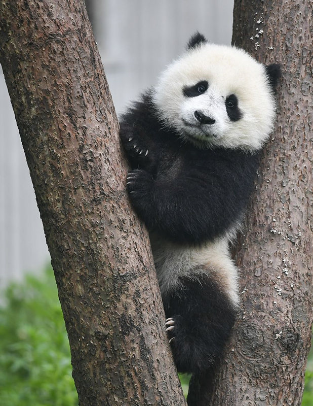 Número de pandas em cativeiro aumenta para 600 em todo o mundo