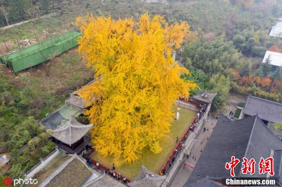 Xi’an: árvore ginko milenar vira celebridade mundial