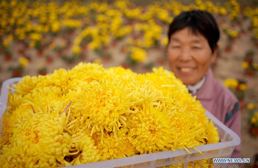 Indústria da plantação de crisântemo aumenta receita local em Hebei