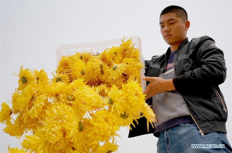 Indústria da plantação de crisântemo aumenta receita local em Hebei