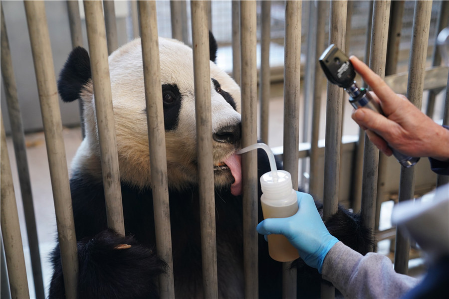 Panda Bei Bei regressa à China após 4 anos em Washington