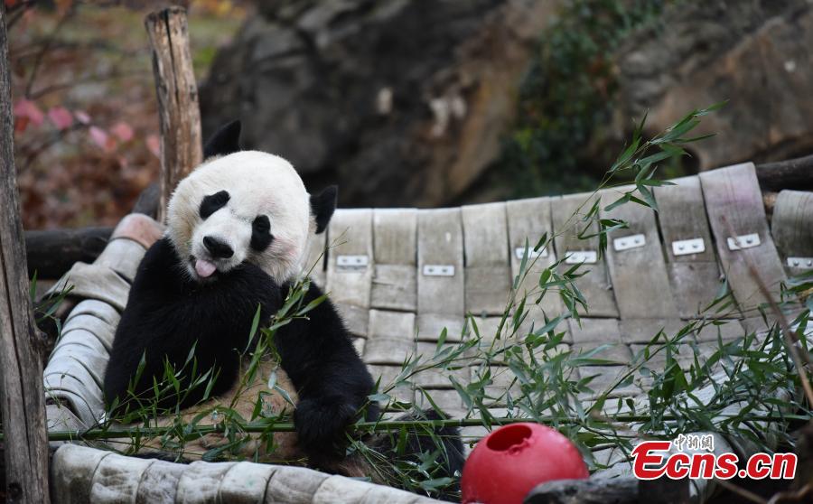 Panda Bei Bei regressa à China após 4 anos em Washington