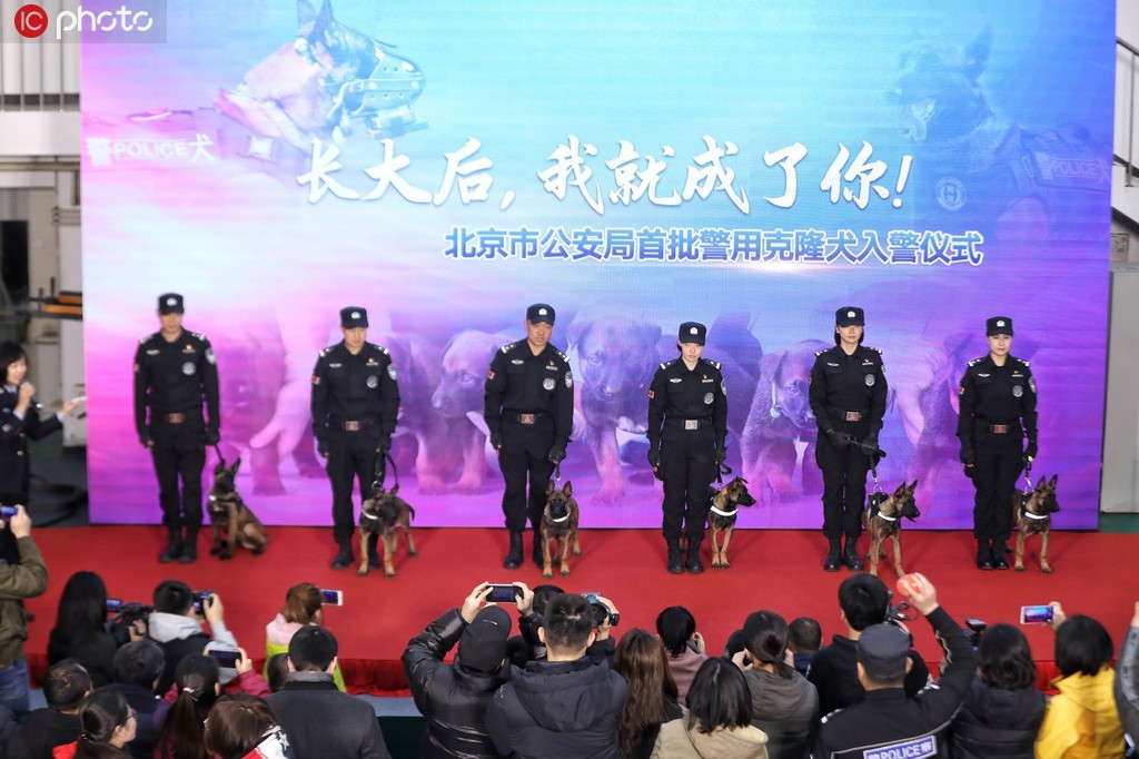 Cachorros clonados se unem à polícia de Beijing