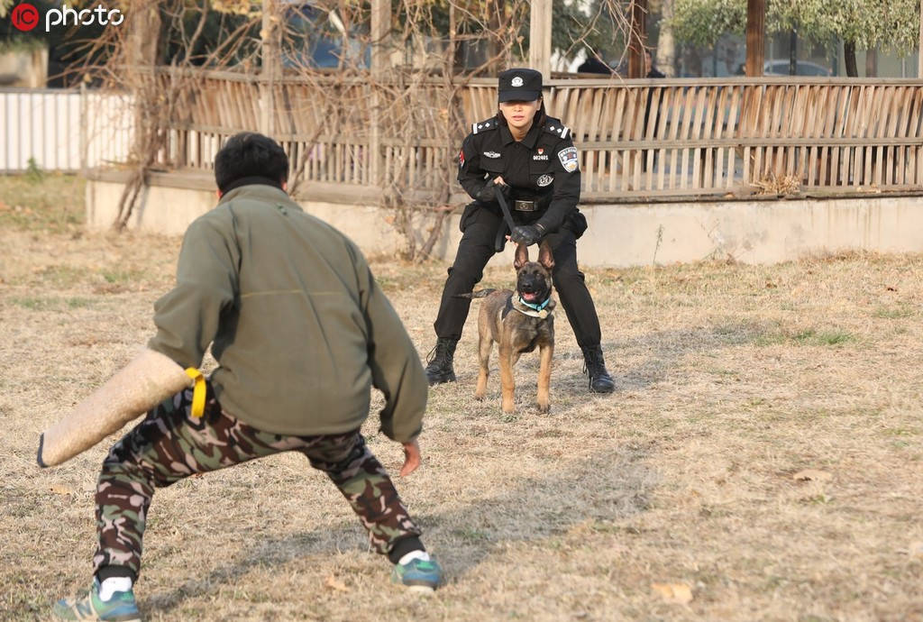 Cachorros clonados se unem à polícia de Beijing