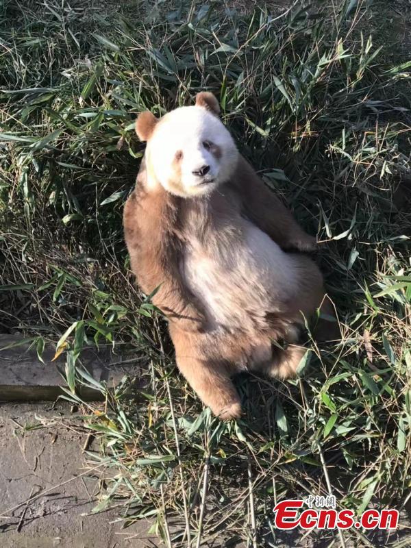 Adotado o único panda gigante marrom em cativeiro do mundo