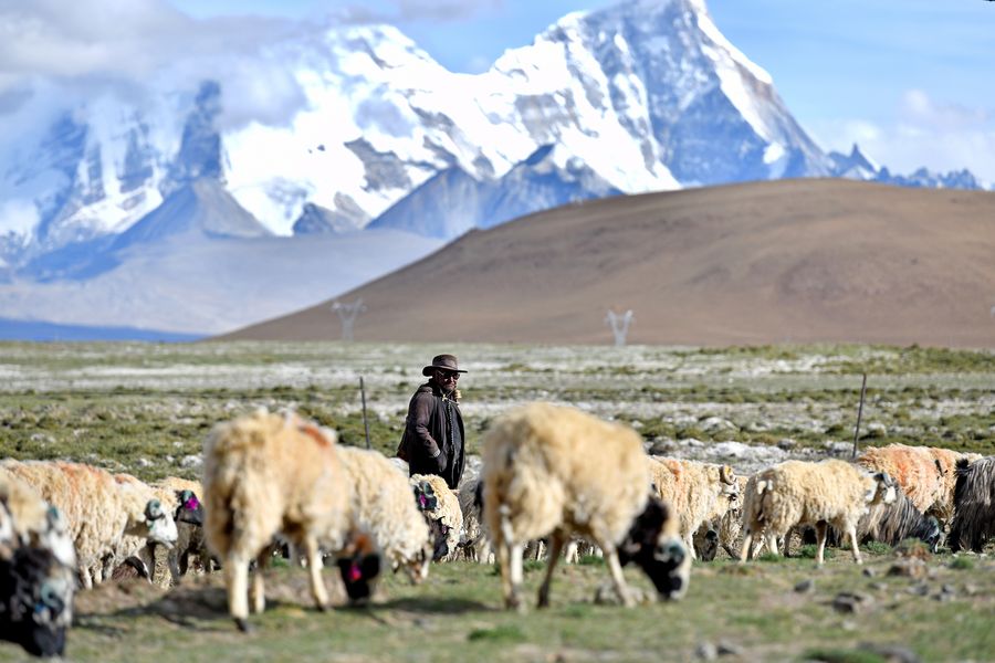 Tibet registra crescimento robusto de renda entre residentes rurais