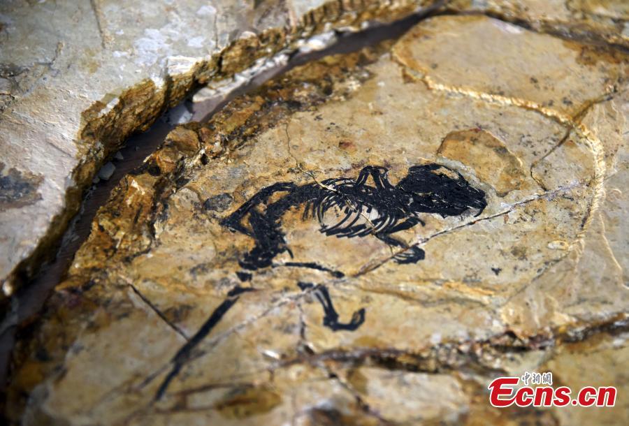 Pesquisadores descobrem novas espécies de mamífero semelhante a roedor em fósseis