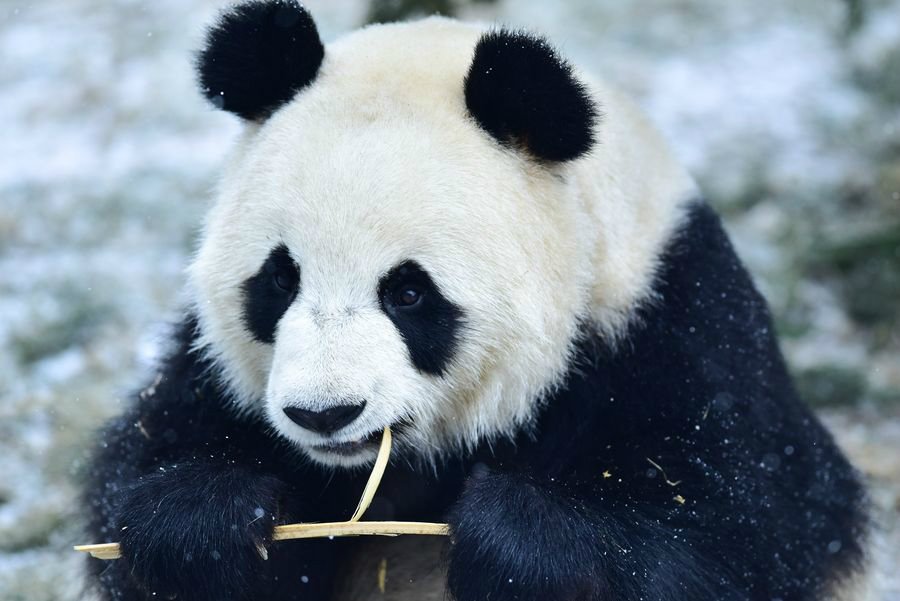 Pandas gigantes se adaptam bem ao seu primeiro inverno no platô de Qinghai