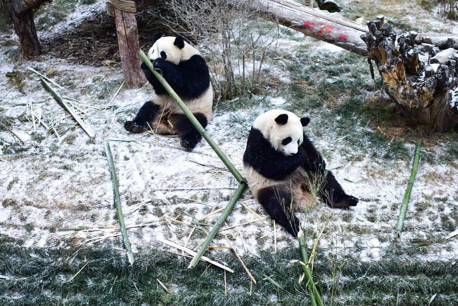 Pandas gigantes se adaptam bem ao seu primeiro inverno no platô de Qinghai