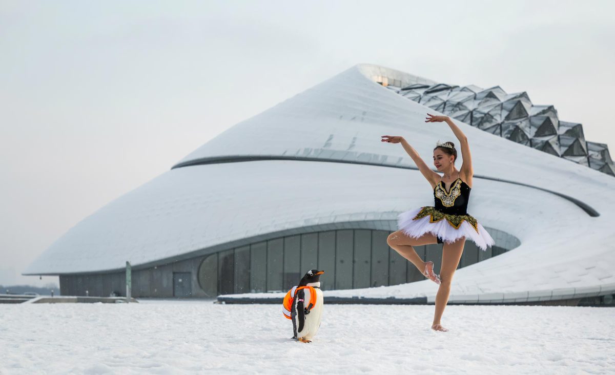 Pinguim dança com “cisne” russa no Grande Teatro de Harbin