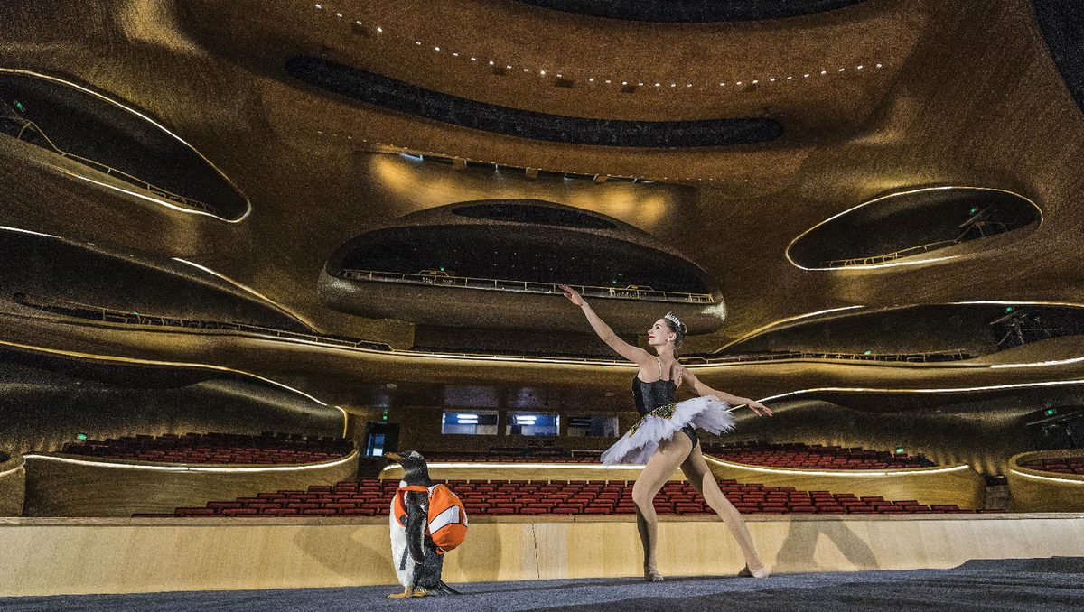 Pinguim dança com “cisne” russa no Grande Teatro de Harbin