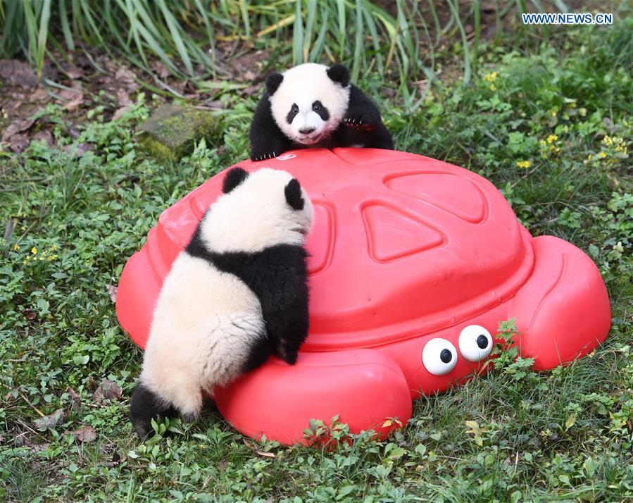 Chongqing: zoológico comemora meio ano de vida de quatro filhotes de panda 
