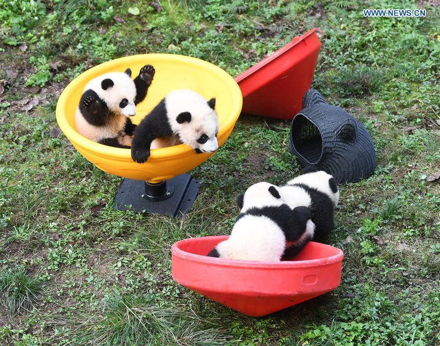 Chongqing: zoológico comemora meio ano de vida de quatro filhotes de panda 