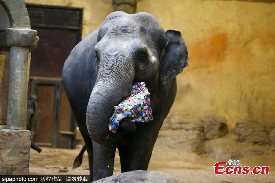 Elefantes de zoológico alemão recebem presentes de Natal