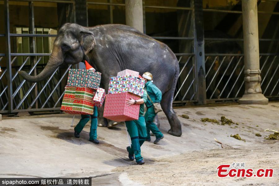 Elefantes de zoológico alemão recebem presentes de Natal