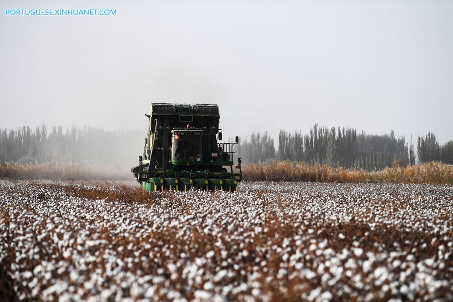 Xinjiang lidera produção de algodão da China