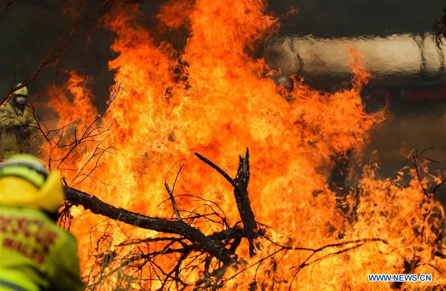 Austrália: nova agência será criada para combater incêndios florestais