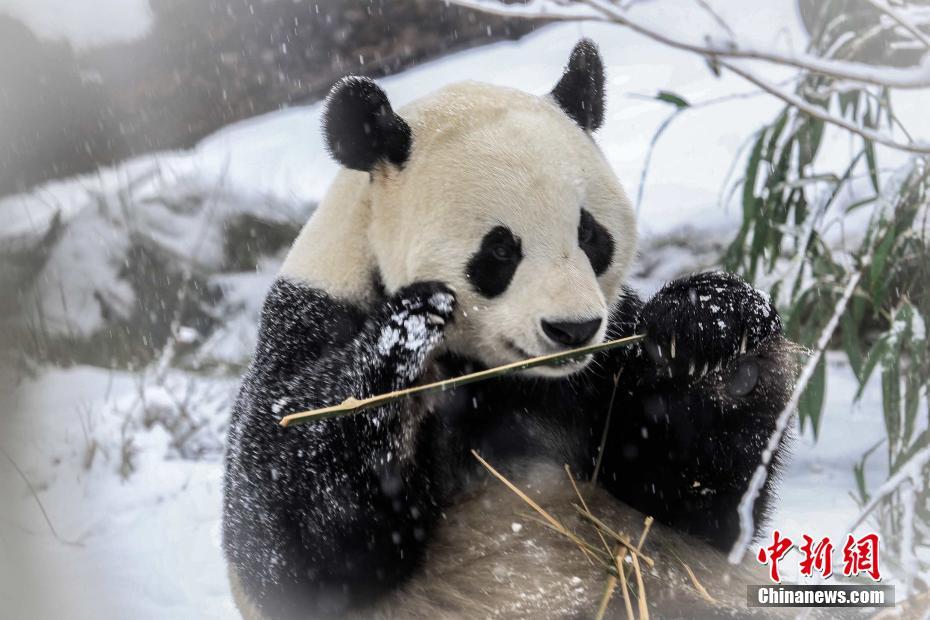 Pandas brincam com neve em Jinan