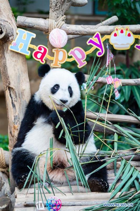 Panda Gigante Yi Yi celebra o segundo aniversário na Malásia