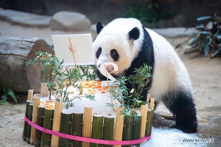 Panda Gigante Yi Yi celebra o segundo aniversário na Malásia