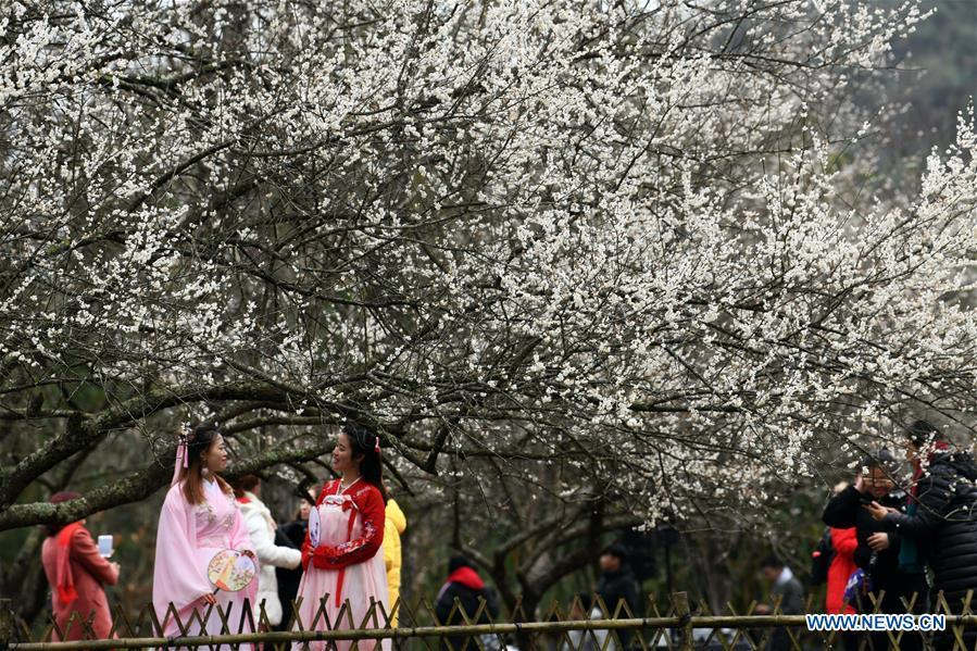Flores de ameixa atraem milhares de visitantes em Guizhou