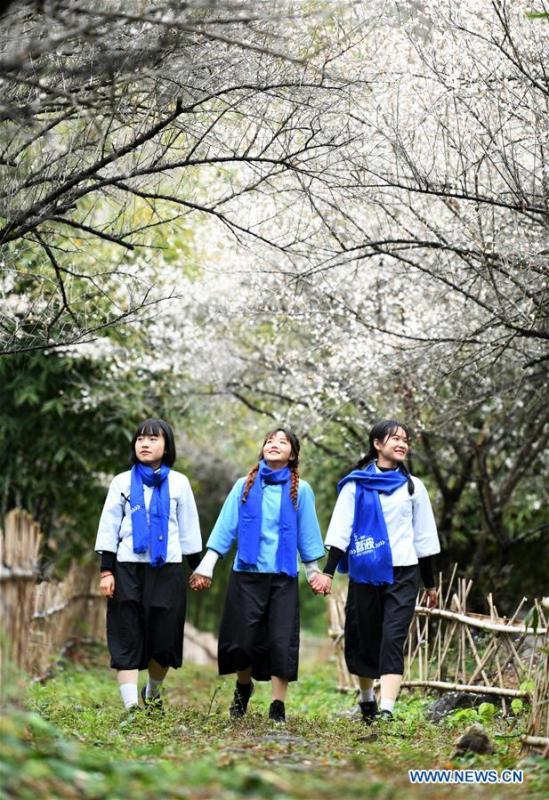 Flores de ameixa atraem milhares de visitantes em Guizhou
