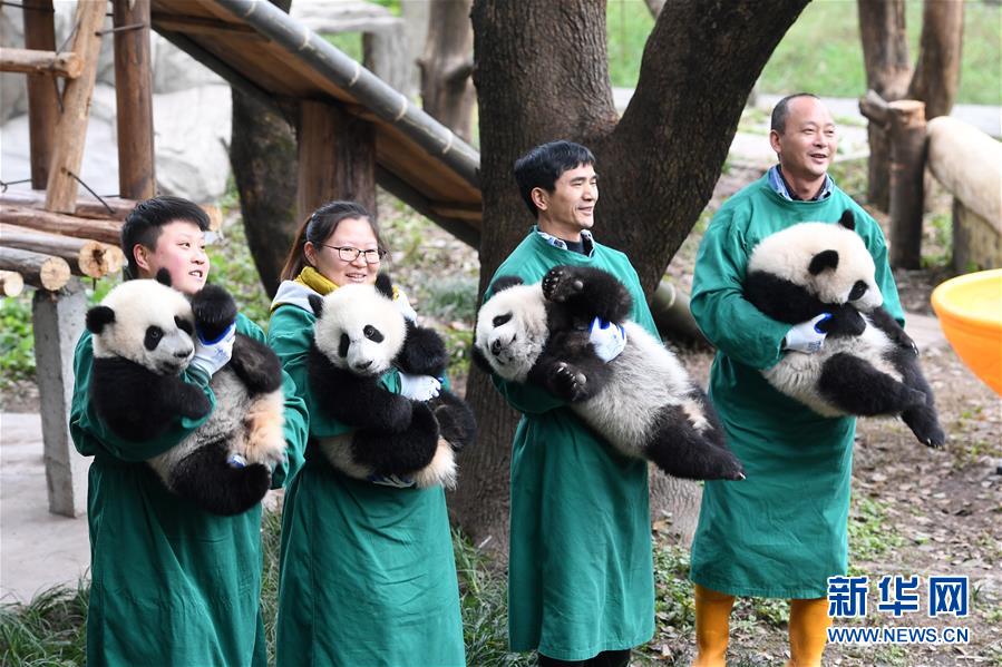 Panda gigante mais velha do mundo em cativeiro celebra Festival da Primavera