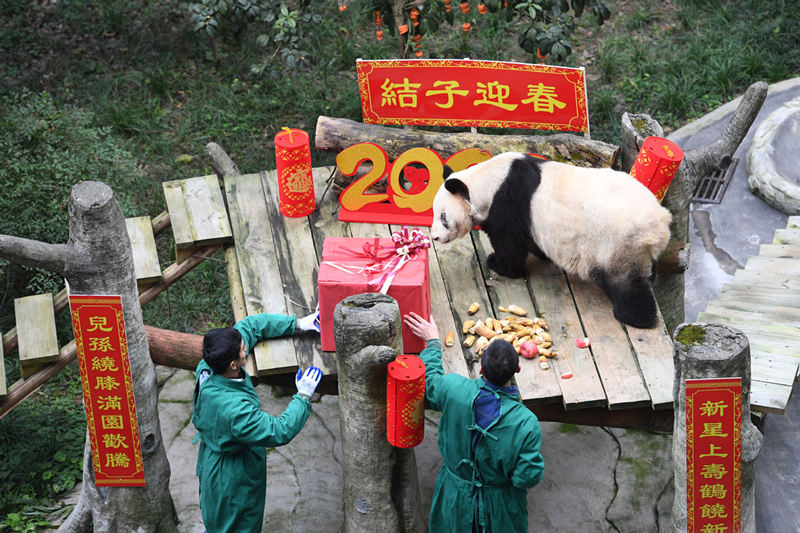 Panda gigante mais velha do mundo em cativeiro celebra Festival da Primavera