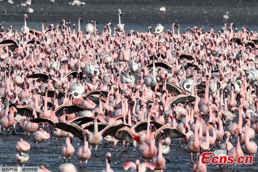 Milhares de flamingos pintando Navi Mumbai rosa