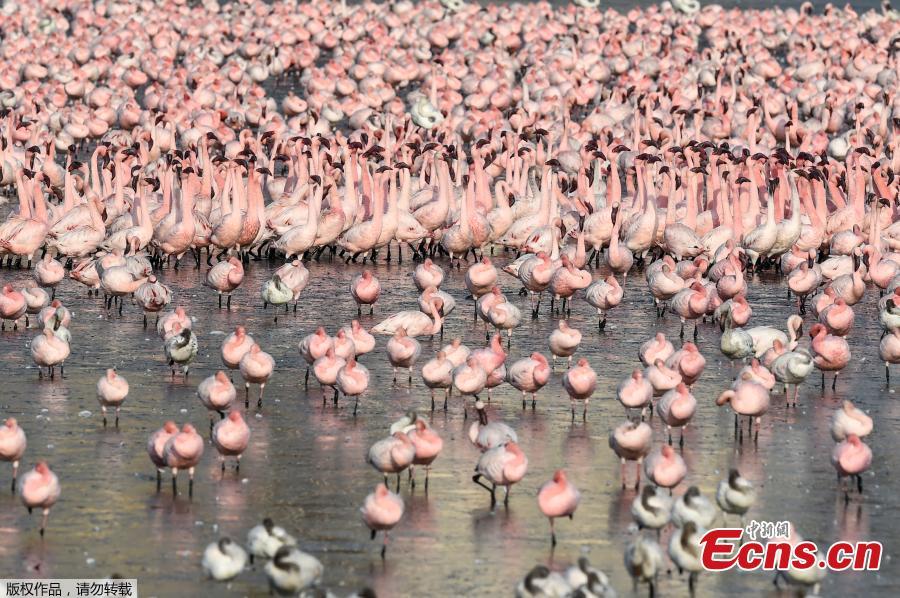 Milhares de flamingos pintando Navi Mumbai rosa