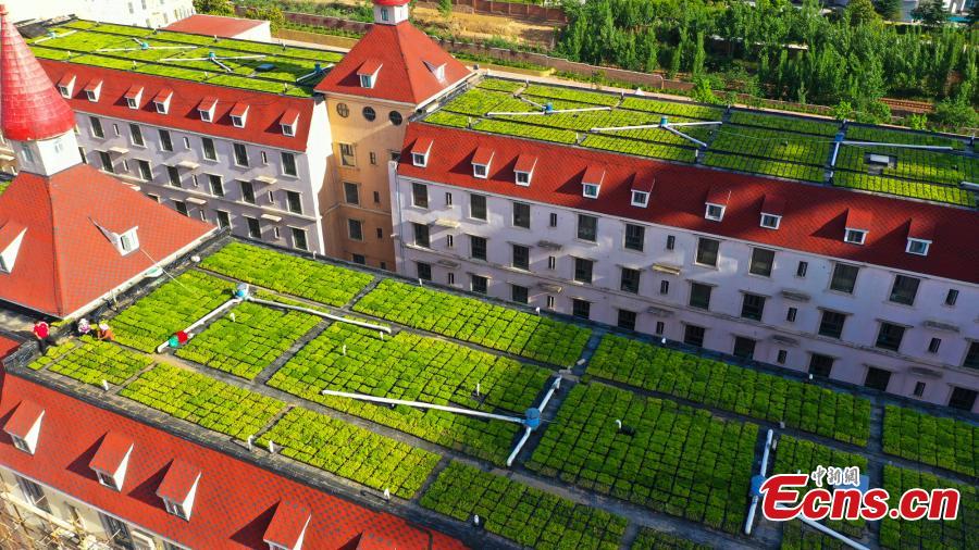 Galeria: Jardins de terraço montados na escola em Zhengzhou