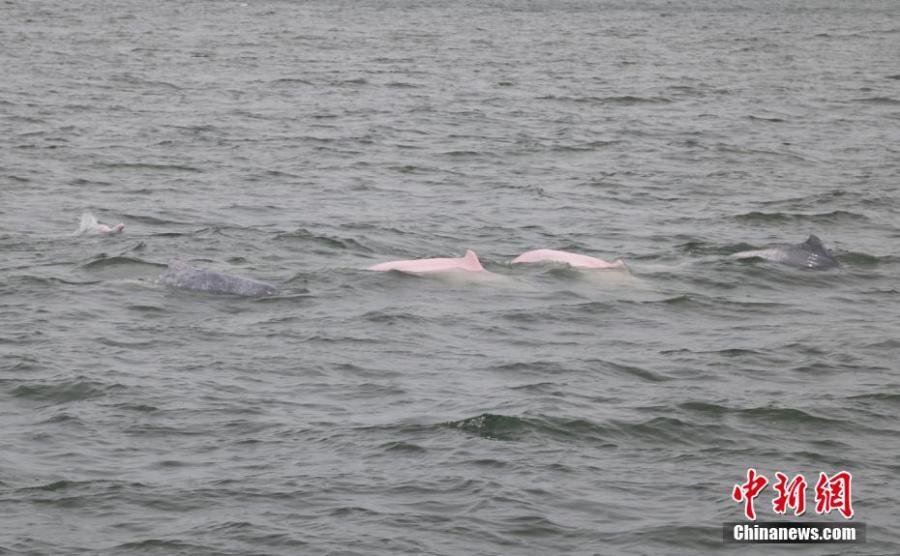 Golfinhos brancos chineses avistados em Guangdong