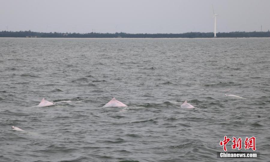 Golfinhos brancos chineses avistados em Guangdong