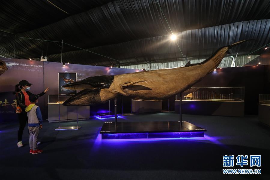 Espécime plastificado de cachalote está em exposição em Dalian

