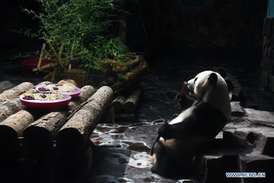 Zoo de Jinan prepara sala com ar-condicionado para panda gigante 