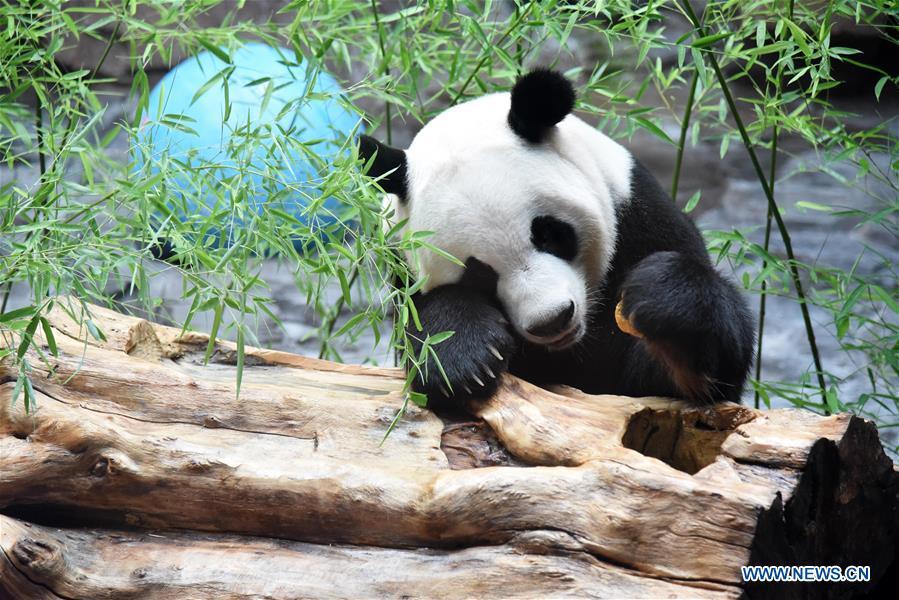 Zoo de Jinan prepara sala com ar-condicionado para panda gigante 