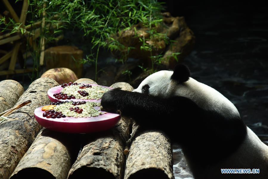 Zoo de Jinan prepara sala com ar-condicionado para panda gigante 