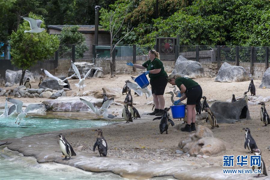 Parque Zoológico de Londres reabre