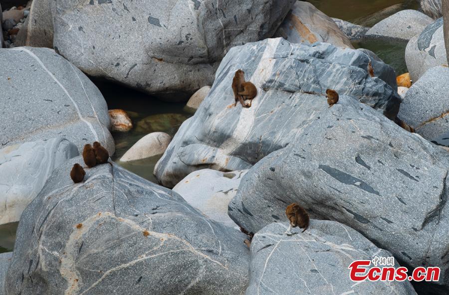 Macacos Assameses têm uma festa ao longo do rio em Yunnan