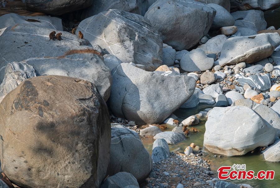 Macacos Assameses têm uma festa ao longo do rio em Yunnan